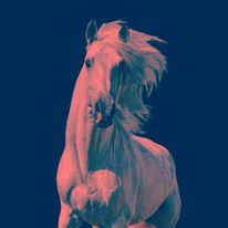 HTML A picture of a Horse